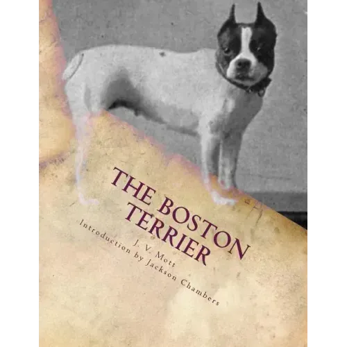 The Boston Terrier