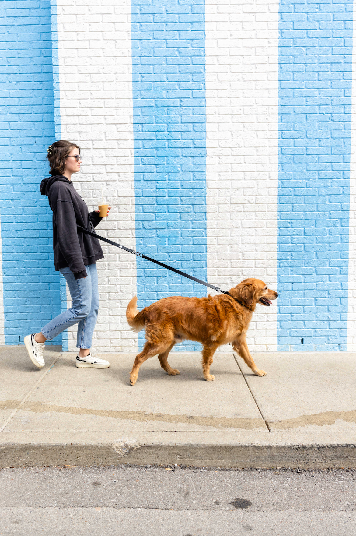 The Modern Dog Company - Correa extensible negra