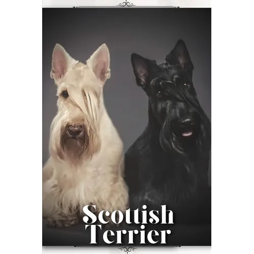 Scottish Terrier: Dog breed overview and guide