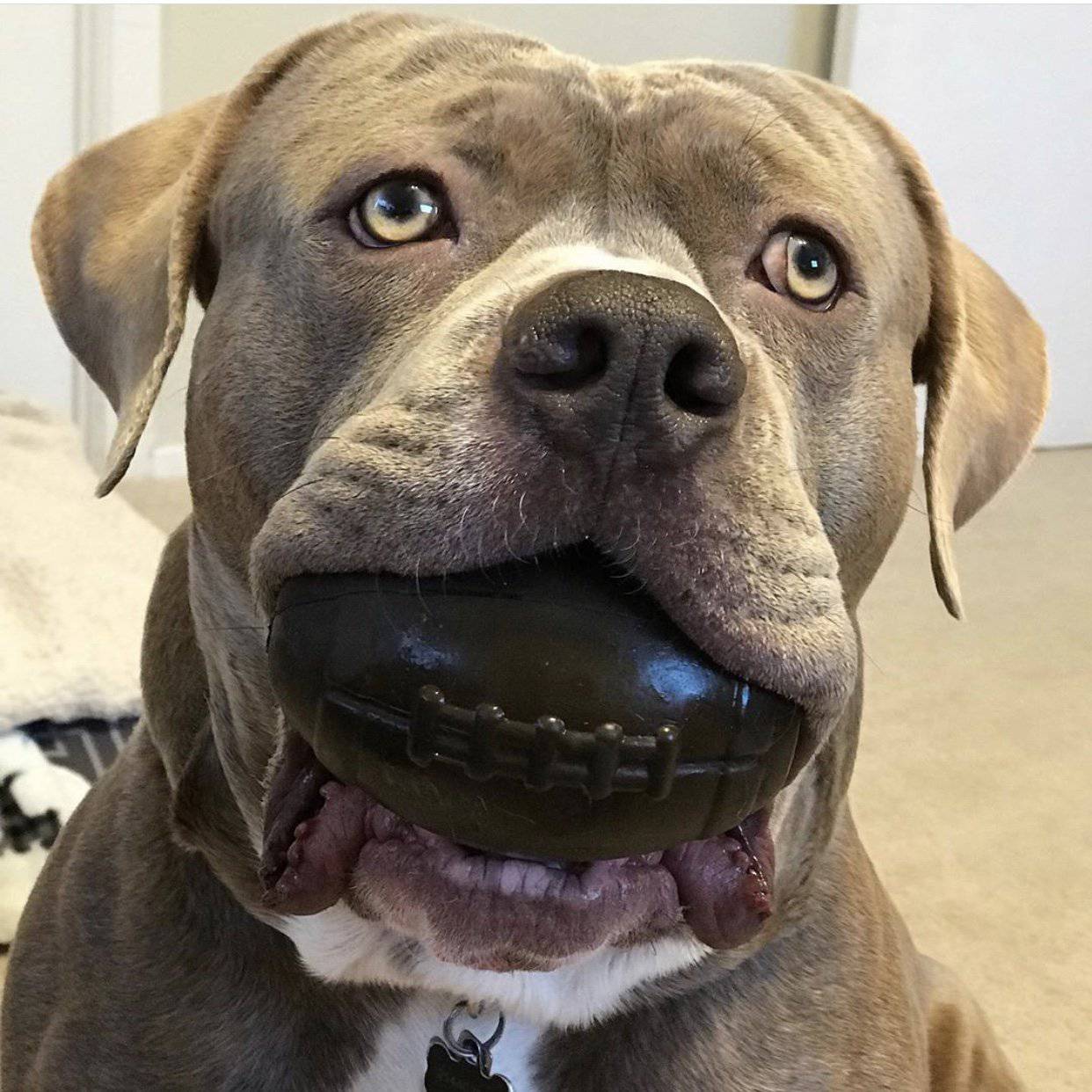 Football Dog Chew Toy & Treat Dispenser - USA Made | SodaPup