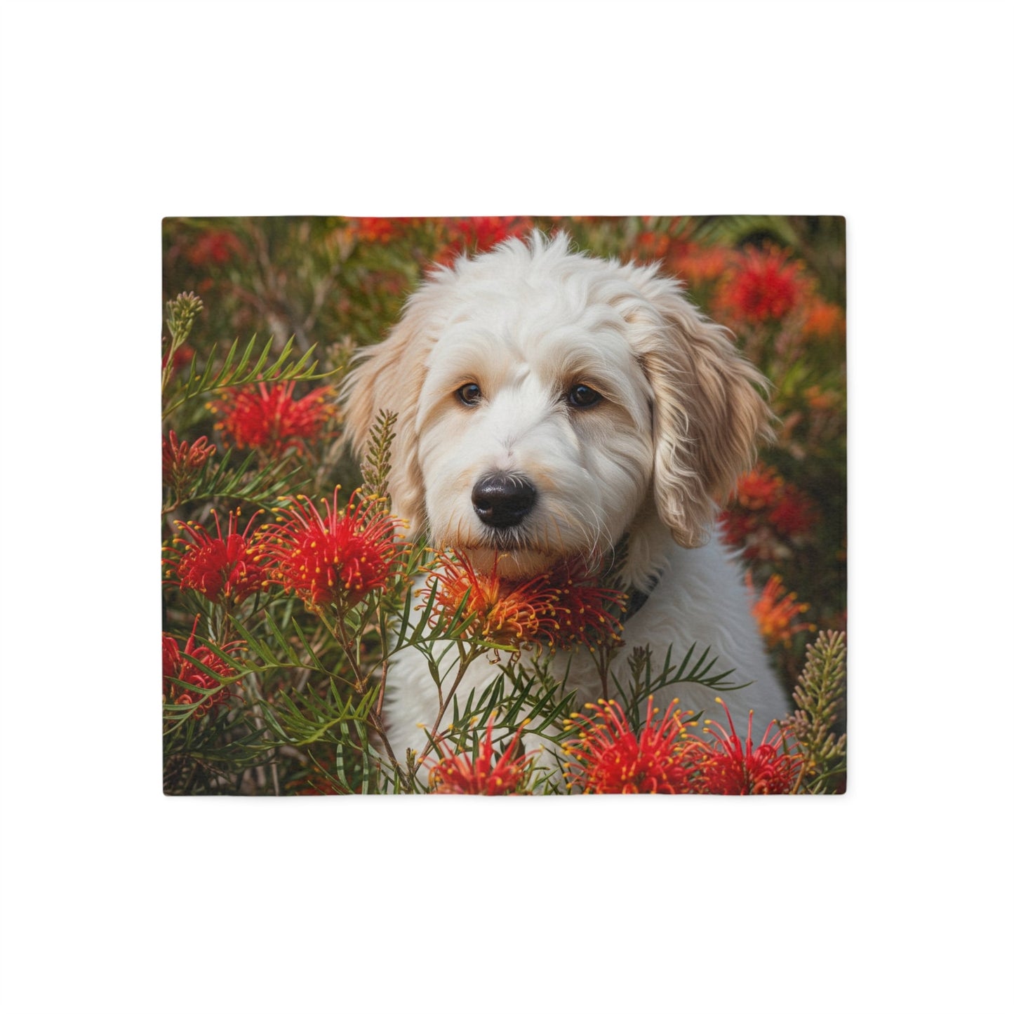 Labradoodle Sweatshirt Blanket