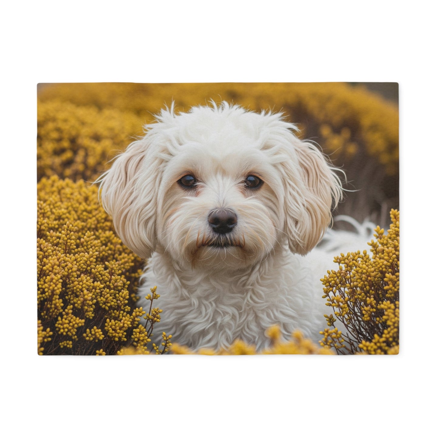 Maltipoo Sweatshirt Blanket