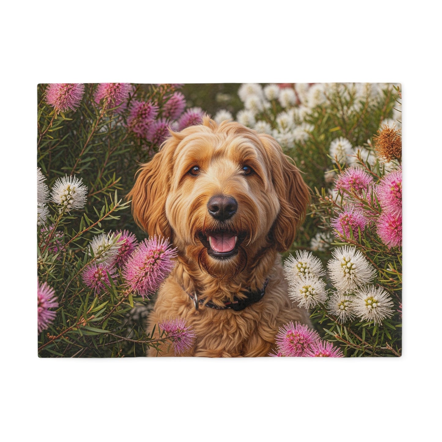 Goldendoodle Sweatshirt Blanket