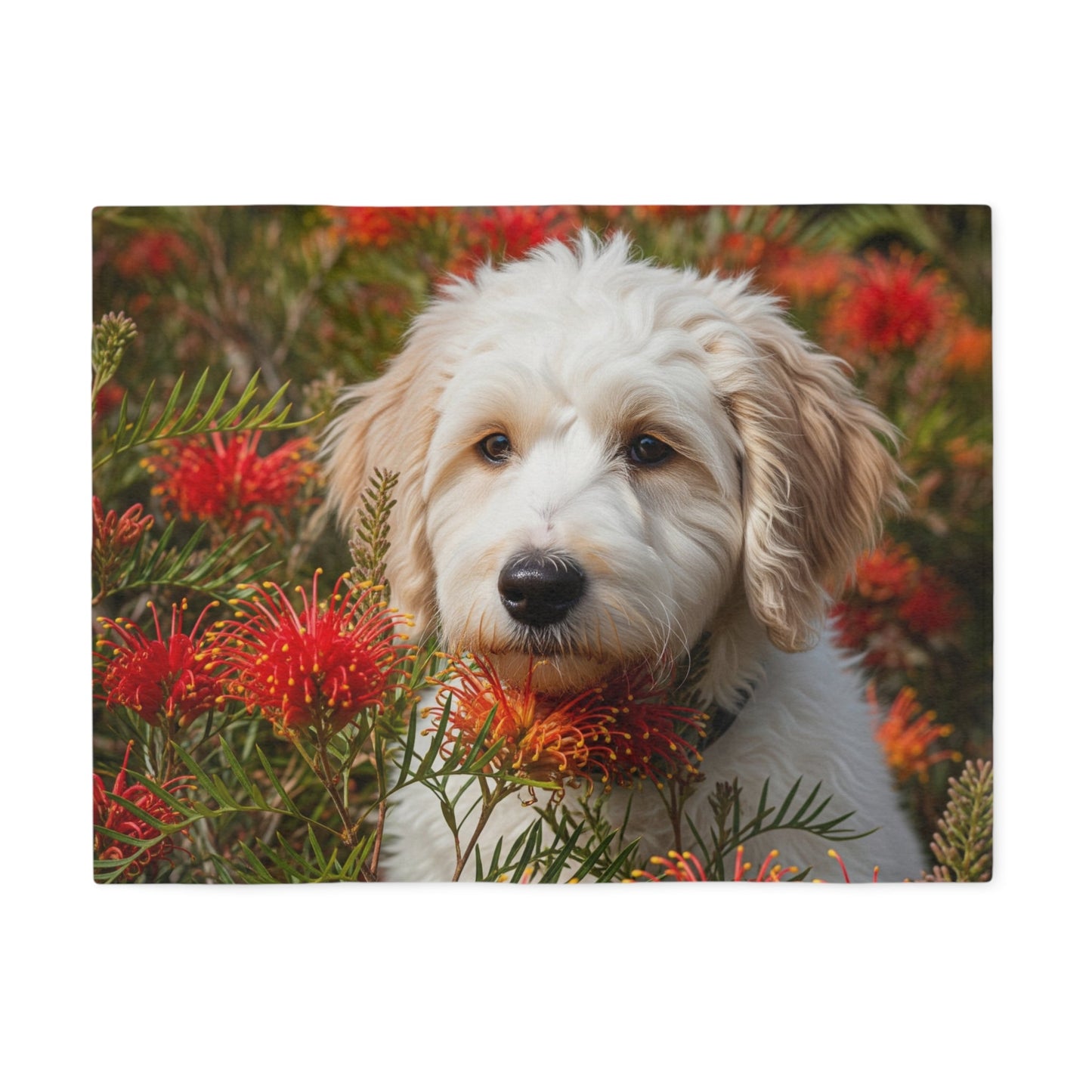 Labradoodle Sweatshirt Blanket