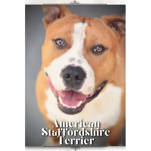 American Staffordshire Terrier: Dog breed overview and guide