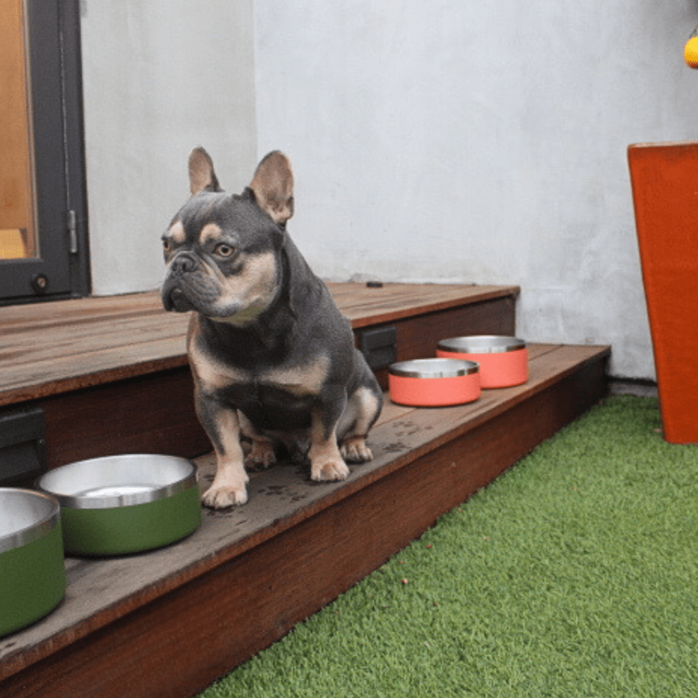 Gamelle pour animaux Tilley + Me en acier inoxydable – Antidérapante, durable et compatible lave-vaisselle | 946 ml et 1,9 L