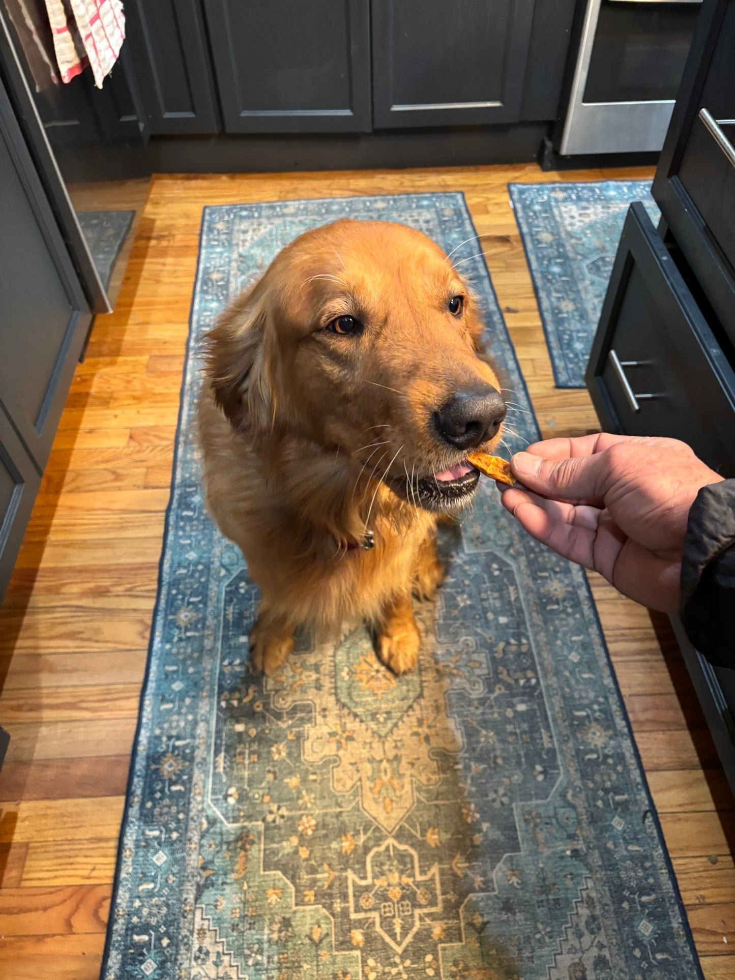 Turkey & Pumpkin Jerky for Dogs | Organic, Human-Grade, 2 Ingredients