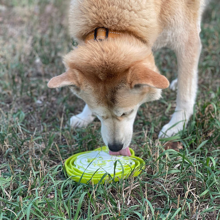 Gamelle Water Frog eTray pour chien - Gamelle peu profonde à alimentation lente pour l'enrichissement du milieu de vie | Fabriquée aux États-Unis