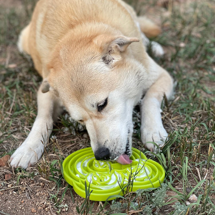 Gamelle Water Frog eTray pour chien - Gamelle peu profonde à alimentation lente pour l'enrichissement du milieu de vie | Fabriquée aux États-Unis