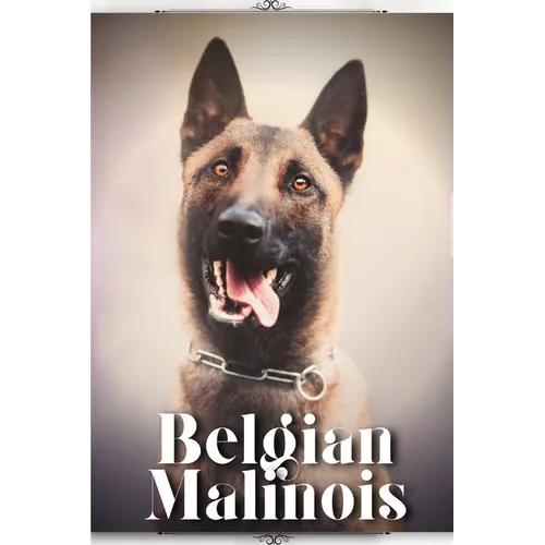 Belgian Malinois: Dog breed overview and guide