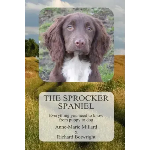 The Sprocker Spaniel: Everything you need to know from puppy to dog