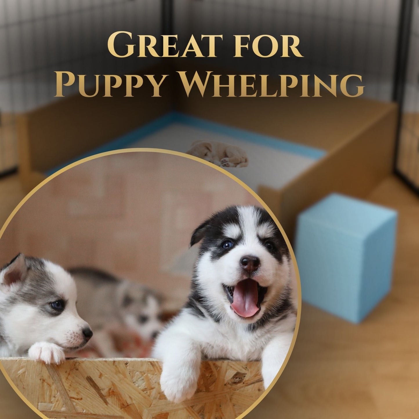 Almohadillas absorbentes para cachorros | Almohadillas absorbentes para orina