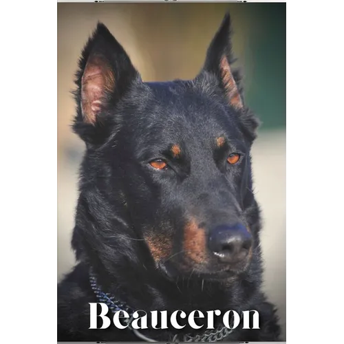 Beauceron: Dog breed overview and guide