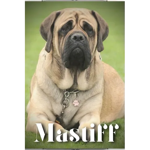Mastiff: Dog breed overview and guide