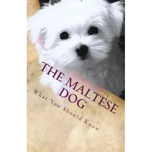 The Maltese Dog: What You Should Know