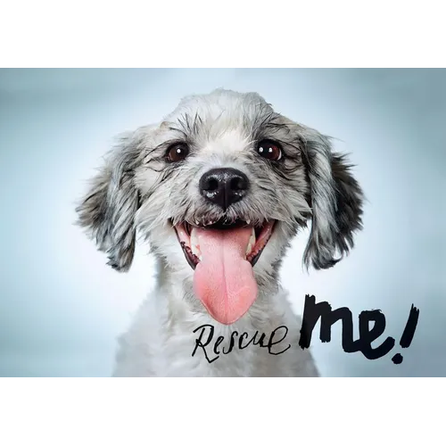 Rescue Me: Dog Adoption Portraits and Stories from New York City