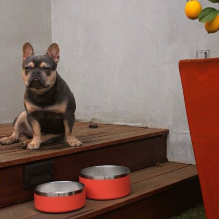 Gamelle pour animaux Tilley + Me en acier inoxydable – Antidérapante, durable et compatible lave-vaisselle | 946 ml et 1,9 L