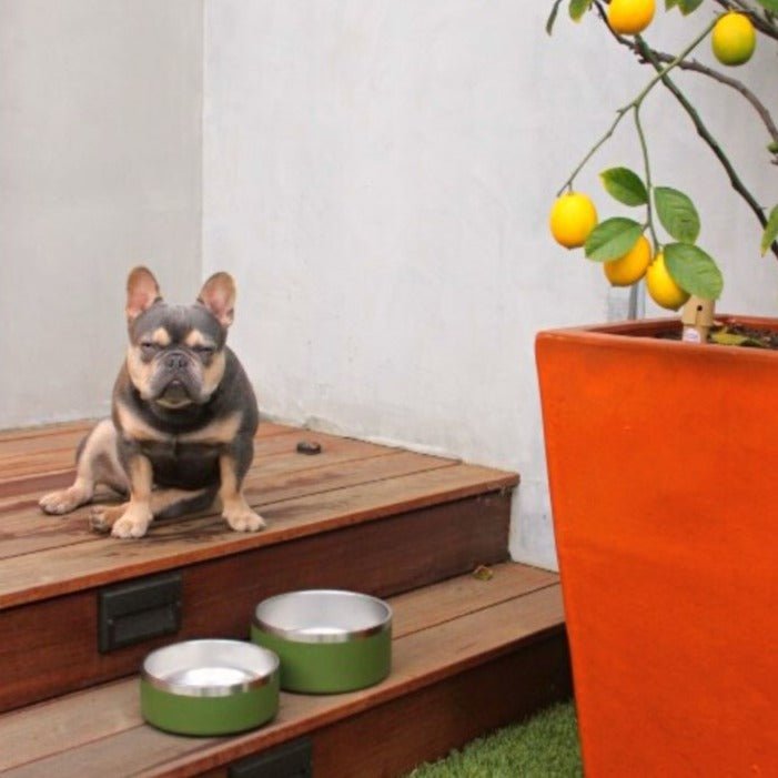 Gamelle pour animaux Tilley + Me en acier inoxydable – Antidérapante, durable et compatible lave-vaisselle | 946 ml et 1,9 L