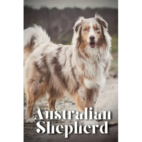 Australian Shepherd: How to train your dog and raise from puppy correctly