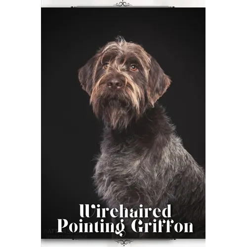 Wirehaired Pointing Griffon: Dog breed overview and guide